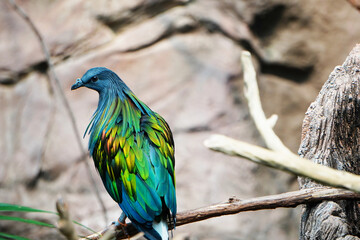 A closeup shot of a Nicobar pigeon. The Nicobar Pigeon Caloenas nicobarica has grey body feathers and greenish wing and back feathers.