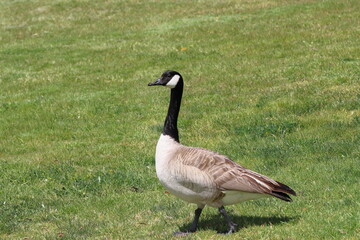Canada Goose (Branta canadensis) standing on green grass