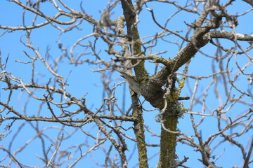 A common woodpecker on a tree branch in the spring.