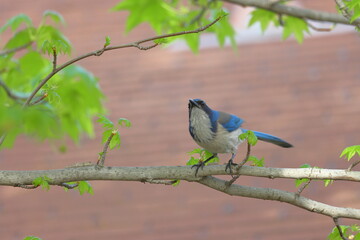 Blue jay bird sitting on a branch of a tree in spring