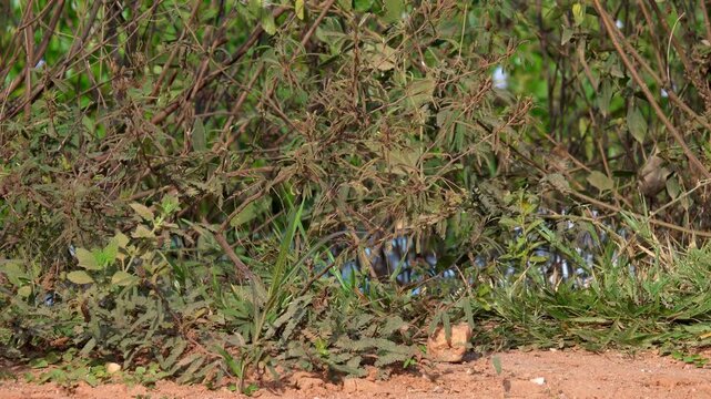 Caiman Tail Hiding in Dense Wetland Vegetation in Pantanal