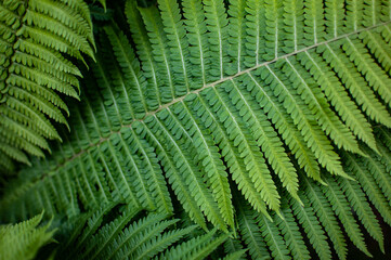 Fern leaves close-up. Bright green and lush fern leaves with selective focus.