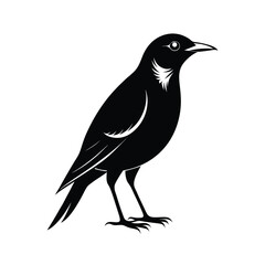Fototapeta premium collared starling bird black silhouette vector on