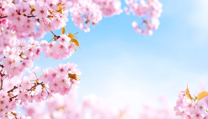 Obraz premium Beautiful cherry blossoms against a clear sky