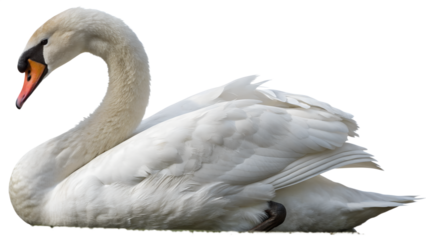white swan on the water on white background