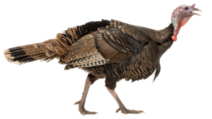 male turkey cock isolated on white background 