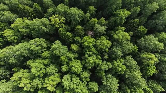 Dense forest canopy view from above