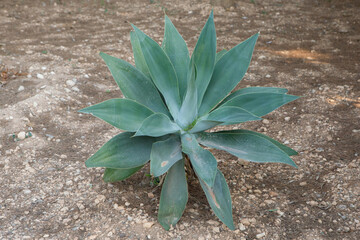 Agave Plant Growing in Dry Rocky Soil in Malta