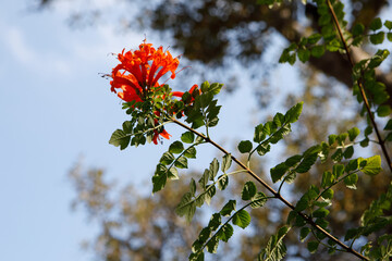 Trumpet Creeper Flower in Bloom, Malta