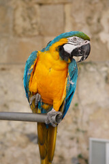 Blue-and-Yellow Macaw Perched Gracefully in a Mediterranean Setting..