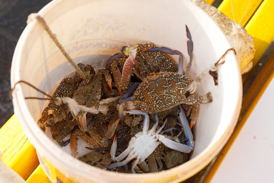 Freshly Caught Blue Crabs in a Fisherman's Bucket