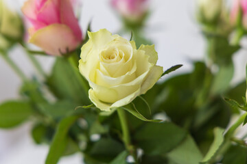 Colorful roses in a vase on a table in the interior