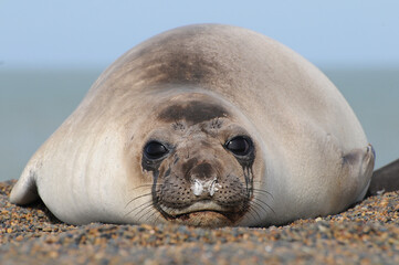 Elefante marino hembra retrato © Sergio