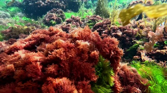 Red Algae Ceramium rubrum, covering rocks near the shore, swaying in the waves, Black Sea.