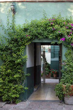 Paso al patio con plantas. Ambiente verde. Arco de  hojas verdes y bugambilias rosas. Patio tradicional.