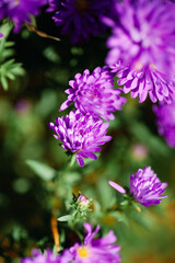 A cluster of vibrant purple flowers with delicate petals