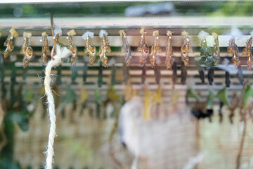 Stages of a Butterfly's Transformation, Metamorphosis theme.