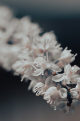 The delicate white flowers exhibit intricate structures