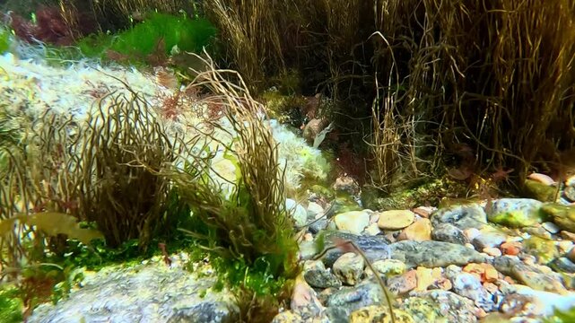 Filamentous algae Scytosiphon in the underwater landscape near the shore in the Black Sea near Odessa