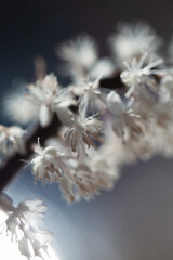 The delicate white flowers exhibit intricate structures