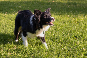 Border Collie dog ready to play in the grass