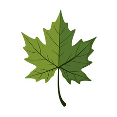 Isolated Green Maple Leaf Illustration on White Background, Nature and Autumn Season