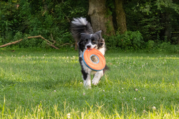 Border Collie dog carrying a flying disc