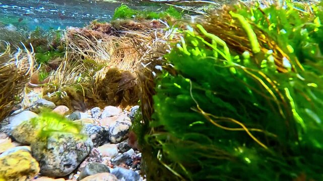 The seaweed covering the rocks near the shore sways in the waves. Green and red algae in the Black Sea