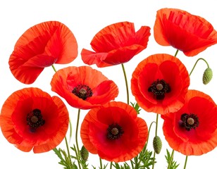 Fototapeta premium Vibrant red poppies on white