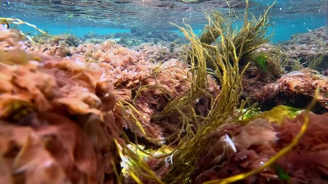 Filamentous algae Scytosiphon in the underwater landscape near the shore in the Black Sea near Odessa