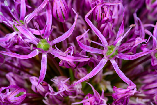 Ornamental garlic (Allium atropurpureum), spherical inflorescence with purple flowers in the garden