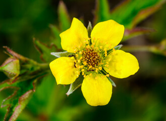 Ants in a flower Wood avens Geum urbanum, yellow flower with five petals of herbaceous plant