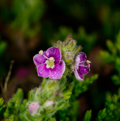 Veronica surculosa, small pink flowers of a herbaceous ornamental plant in a garden, Odessa