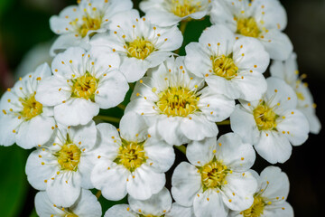 Spiraea, close-up of inflorescence with small white flowers on a branch of a bush