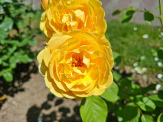Two yellow roses in Romania