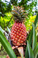 Red Pineapple in Martinique, France. Red pineapple is a rare pineapple variety with a pink-red exterior and yellow flesh