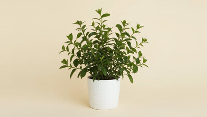 green potted plant, plant in pot, beige background