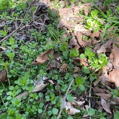 Morel in the forest