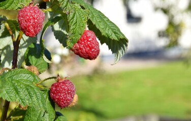 A branch of ripening large raspberries