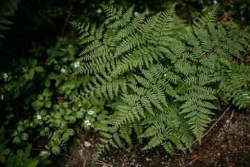Foliage on the forest floor
