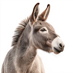 Fototapeta premium Grey Donkey Portrait. Cute, Inquisitive Farm Animal with Furry Ears on Isolated White Background for Animal Lovers
