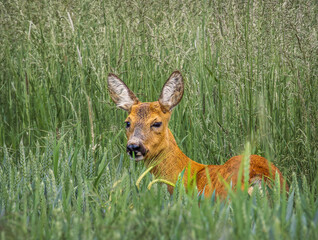 deer in the grass