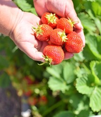 Fresh strawberries in hands from the garden.