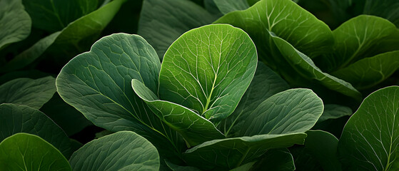 Close Up Of Vibrant Green Leaves