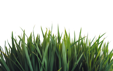 Fototapeta premium Fresh Green Grass Blade Cluster Isolated on White