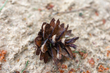 Pine cone is on the ground with a sandy background. The pine cone is brown and has a rough texture.