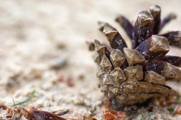Pine cone is on the ground with a sandy background. The pine cone is brown and has a rough texture.