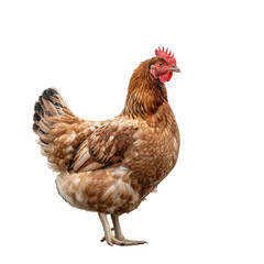 Fototapeta premium Brown chicken hen standing isolated on white background