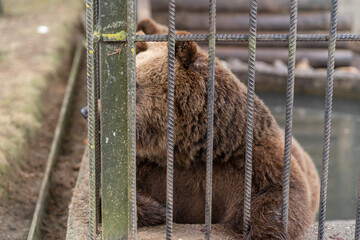 Brown bear in a cage at a zoo, gazing outward. A striking image showcasing wildlife