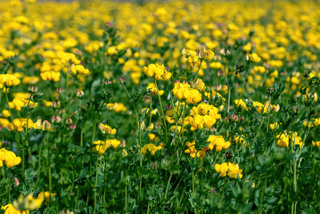 Fototapeta premium Yellow lotus corniculatus flowers in a field on a sunny day.